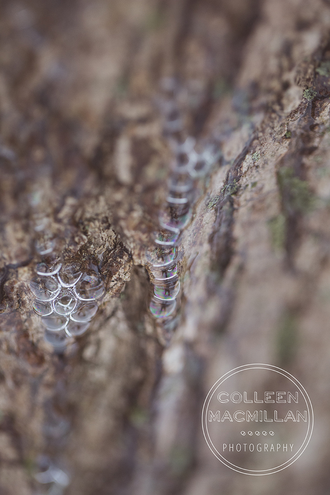 treebubbleswintermacro