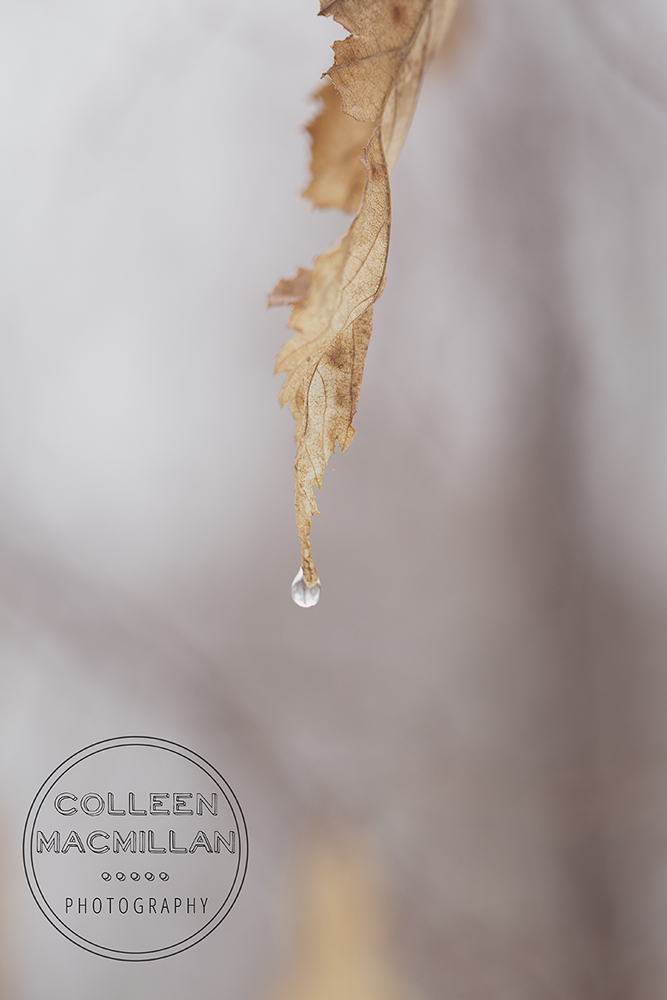 winterleafwaterdrop