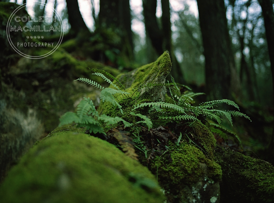 kent-falls-ct-rock-moss-fern