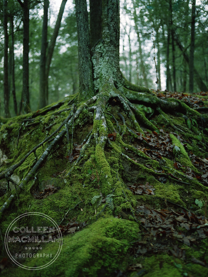 kent-falls-tree-rock