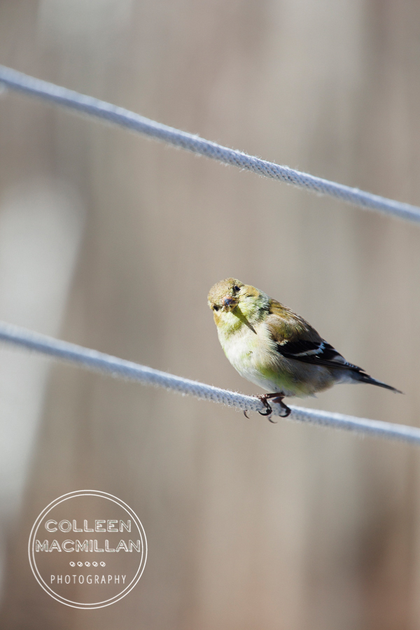 close up yellow finch 